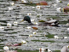 Stokkand (Anas platyrhynchos)