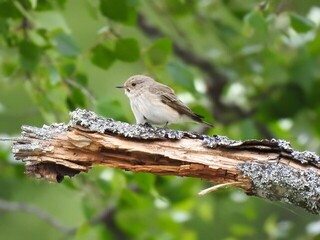 Gråfluesnapper (Muscicapa striata)