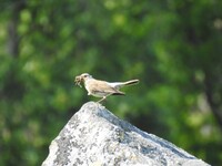 Gråtrost (Turdus pilaris)