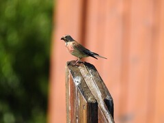 Tornirisk (Carduelis cannabina)