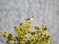 Gluttsnipe (Tringa nebularia)