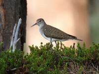 Strandsnipe (Actitis hypoleucos)