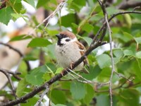 Pilfink (Passer montanus)