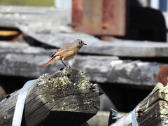 Rødstjert (Phoenicurus phoenicurus)