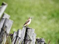 Buskskvett (Saxicola rubetra)