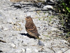 Bergirisk (Carduelis flavirostris)