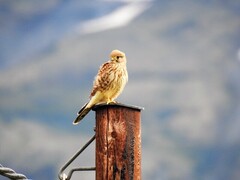 Tårnfalk (Falco tinnunculus)