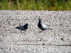 Bydue (Columba livia domestica)