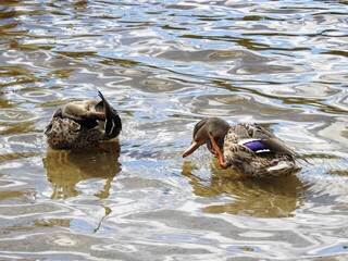 Stokkand (Anas platyrhynchos)