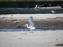 Gråhegre (Ardea cinerea)