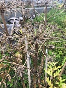 Tromsøpalme (Heracleum persicum)