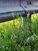 Hvitsteinkløver (Melilotus albus)