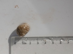 Purpursnegl (Nucella lapillus)