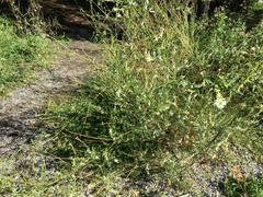 Hvitsteinkløver (Melilotus albus)