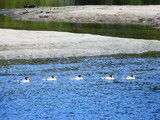 Laksand (Mergus merganser)