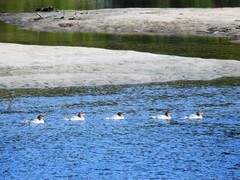 Laksand (Mergus merganser)