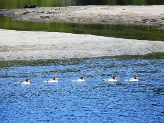 Laksand (Mergus merganser)