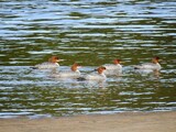 Laksand (Mergus merganser)