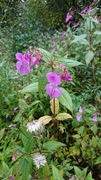 Kjempespringfrø (Impatiens glandulifera)