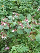 Kjempespringfrø (Impatiens glandulifera)