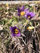 Stor kubjelle (Pulsatilla vulgaris)