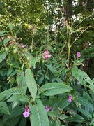 Kjempespringfrø (Impatiens glandulifera)