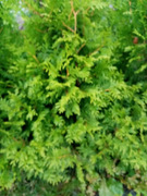 Tuja/kjempetuja (Thuja plicata /occidentalis)