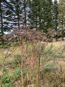 Tromsøpalme (Heracleum persicum)