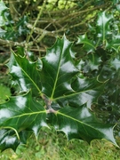 Kristtorn (Ilex aquifolium)