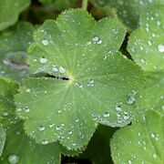 Praktmarikåpe (Alchemilla mollis)