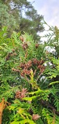 Tuja (Thuja occidentalis)