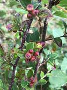 Svartmispel (Cotoneaster niger)