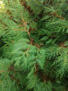 Tuja (Thuja occidentalis)