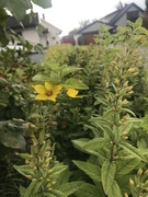 Fagerfredløs (Lysimachia punctata)