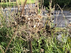 Tromsøpalme (Heracleum persicum)