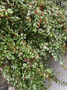 Sprikemispel (Cotoneaster divaricatus)