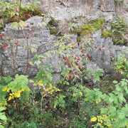 Rødhyll (Sambucus racemosa)