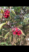 Rødhyll (Sambucus racemosa)