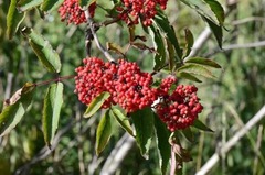 Rødhyll (Sambucus racemosa)