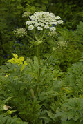 Tromsøpalme (Heracleum persicum)