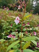 Kjempespringfrø (Impatiens glandulifera)