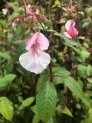 Kjempespringfrø (Impatiens glandulifera)