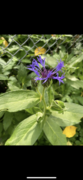 Honningknoppurt (Centaurea montana)