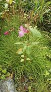 Kjempespringfrø (Impatiens glandulifera)