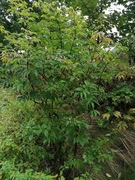 Rødhyll (Sambucus racemosa)