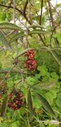 Rødhyll (Sambucus racemosa)