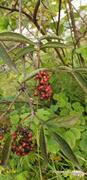 Rødhyll (Sambucus racemosa)