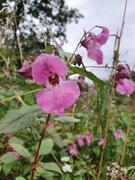 Kjempespringfrø (Impatiens glandulifera)