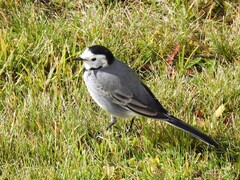 Linerle (Motacilla alba)