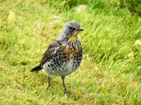 Gråtrost (Turdus pilaris)